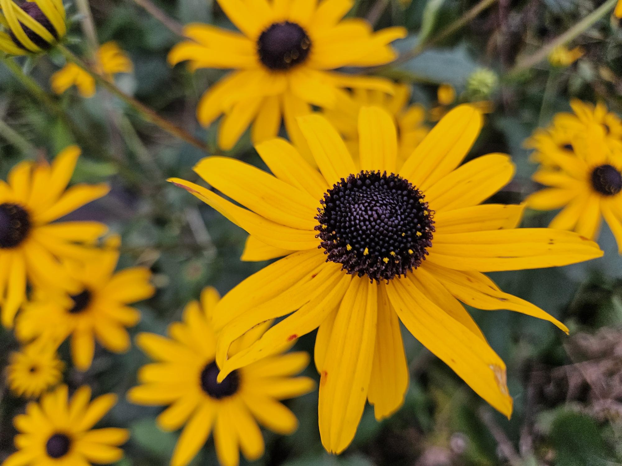 Bright Coneflower Rudbeckia fulgida 'Goldsturm' – ↕10-25cm – Ø9cm – 12 plants – Yellow flowers – Bee-friendly – Easy-care perennial – Sunny location