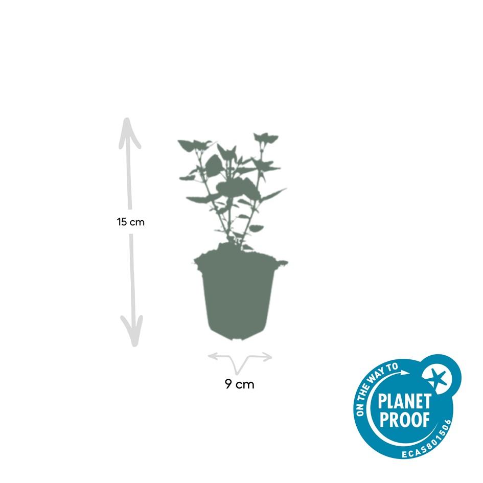 Asian Giant Hyssop – Agastache 'Blue Fortune' – ↕10-25cm – Ø9cm – 6 plants – Lavender-blue flowers – Butterfly & bee-friendly – Sunny location