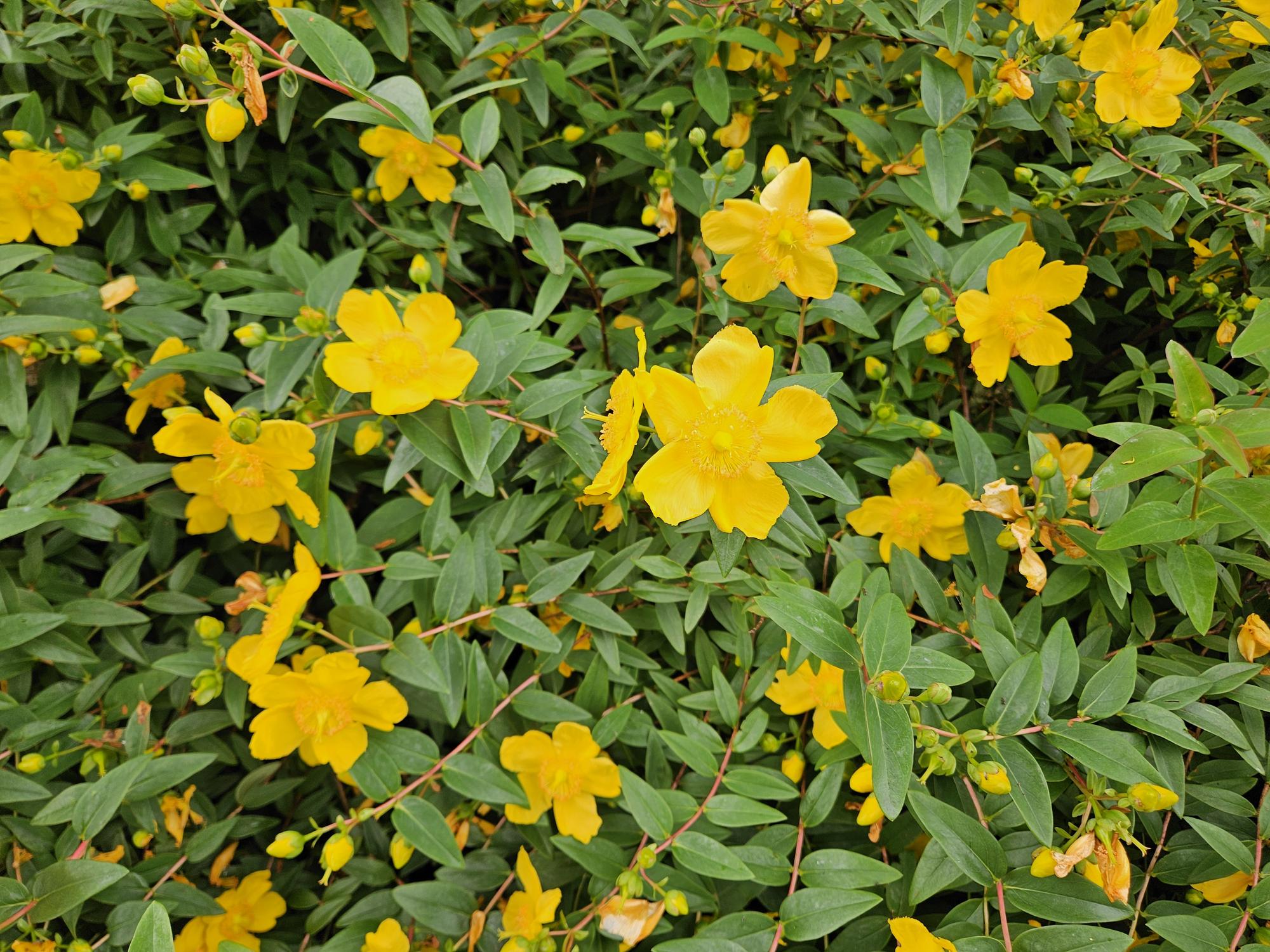 Johanniskraut Hypericum dummeri 'Peter Dummer' – ↕10-25cm – Ø9cm – 12 Pflanzen – Winterharter Bodendecker mit gelben Blüten
