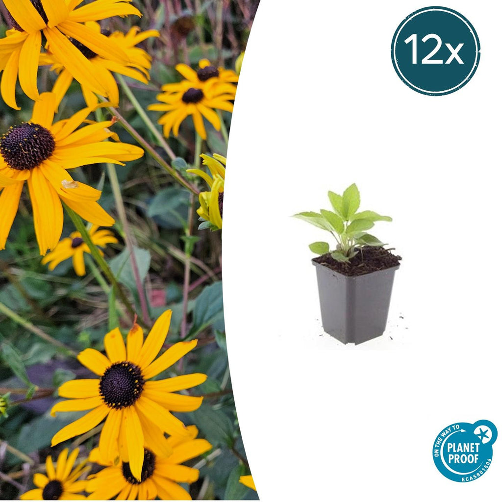 Bright Coneflower Rudbeckia fulgida 'Goldsturm' – ↕10-25cm – Ø9cm – 12 plants – Yellow flowers – Bee-friendly – Easy-care perennial – Sunny location