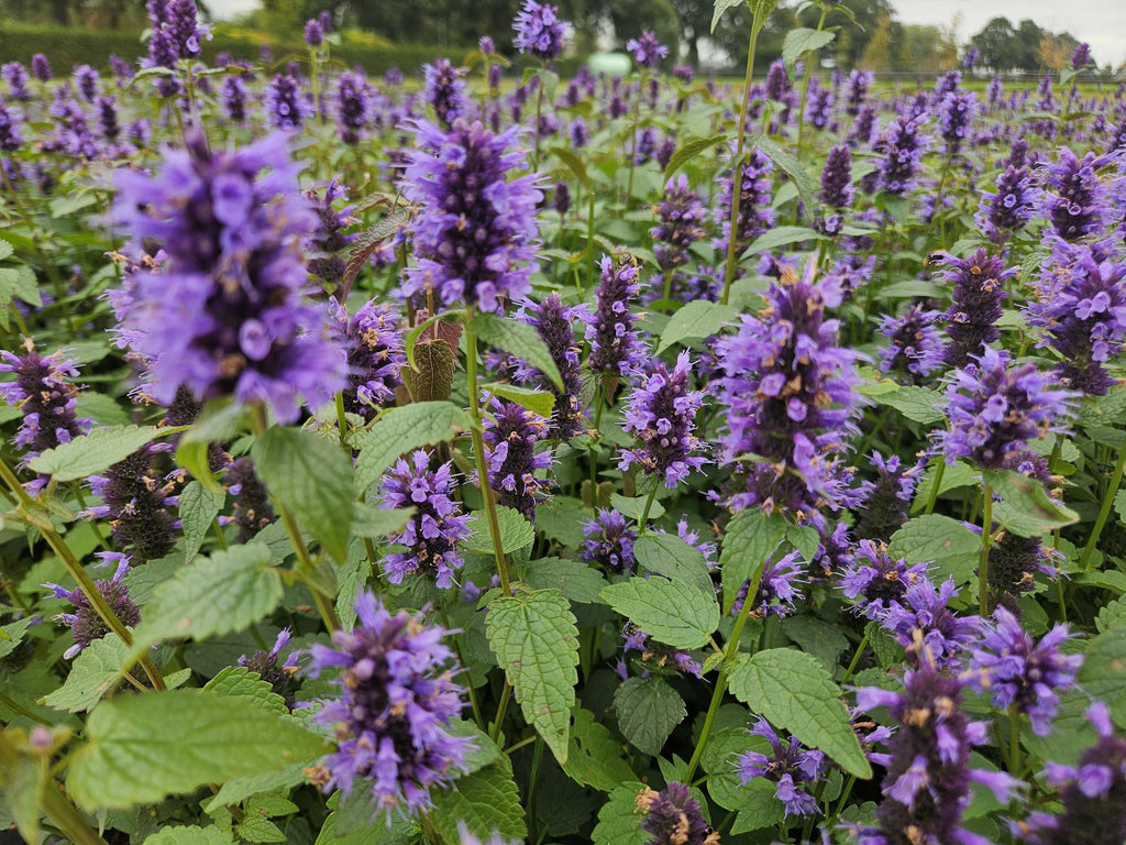 Asian Giant Hyssop – Agastache 'Blue Fortune' – ↕10-25cm – Ø9cm – 6 plants – Lavender-blue flowers – Butterfly & bee-friendly – Sunny location