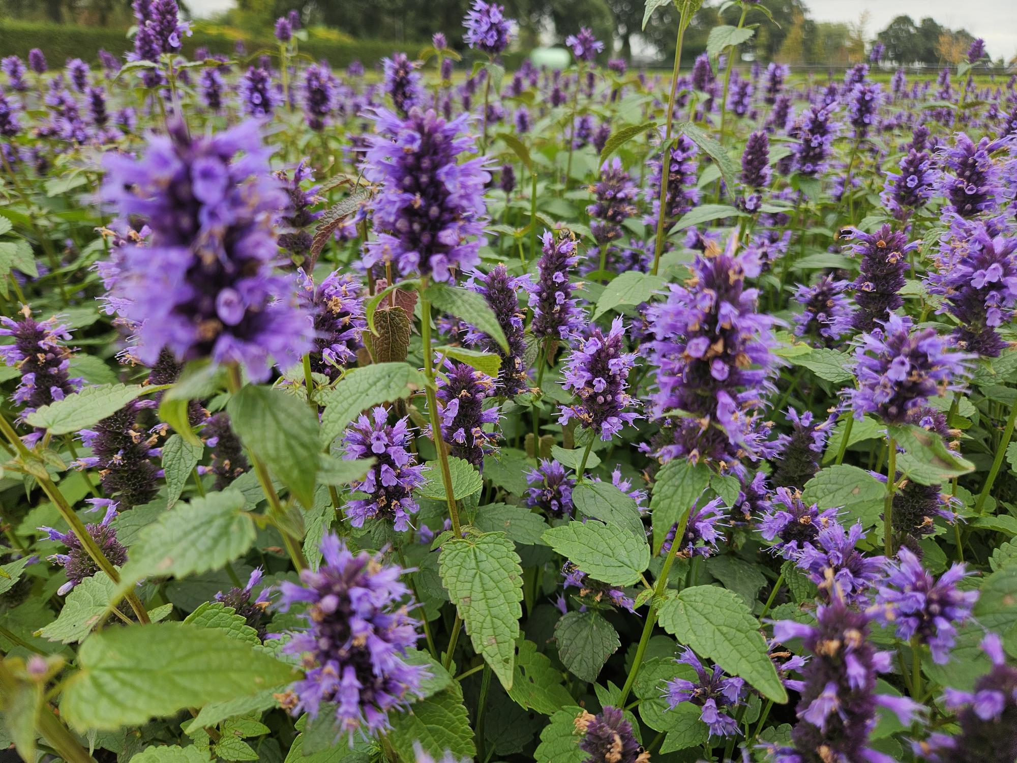 Asian Giant Hyssop – Agastache 'Blue Fortune' – ↕10-25cm – Ø9cm – 6 plants – Lavender-blue flowers – Butterfly & bee-friendly – Sunny location