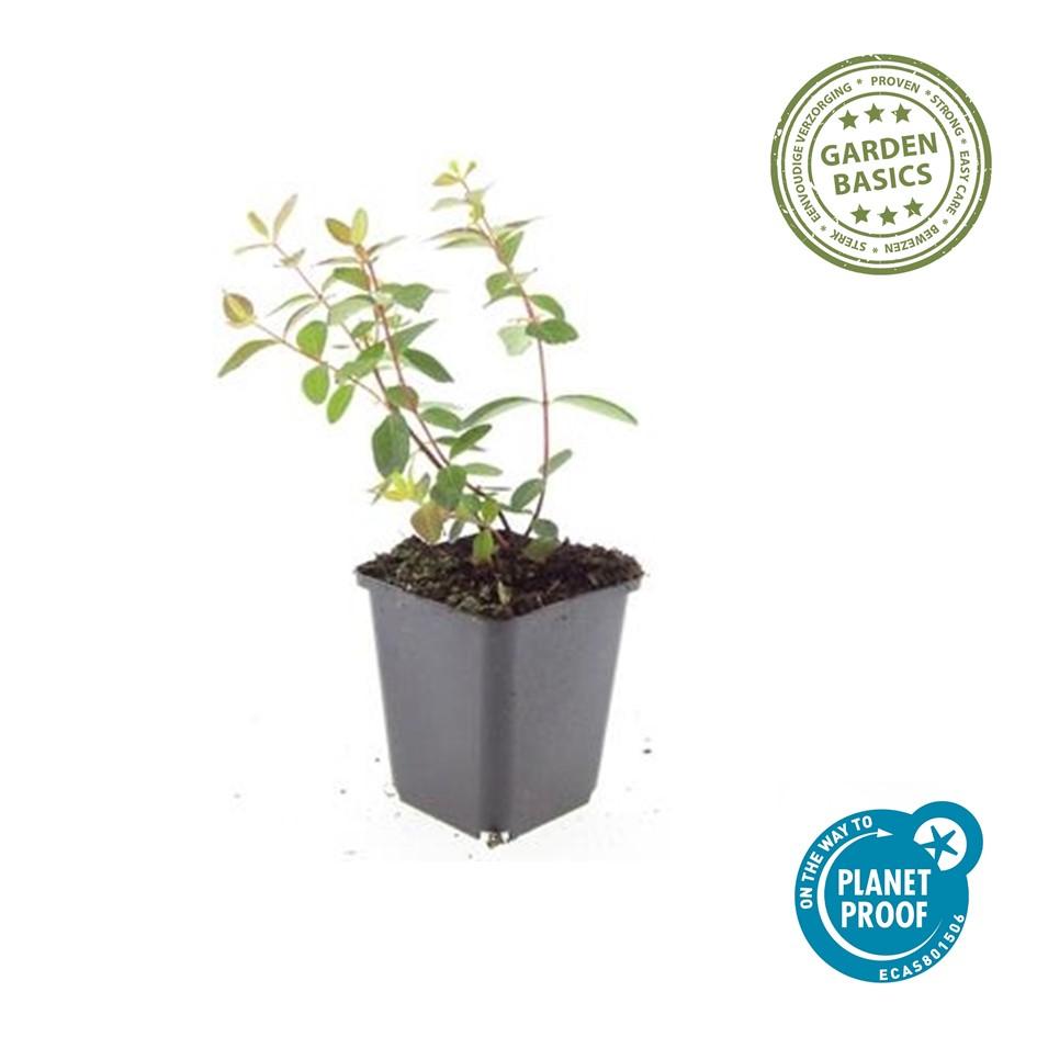 Johanniskraut Hypericum dummeri 'Peter Dummer' – ↕10-25cm – Ø9cm – 12 Pflanzen – Winterharter Bodendecker mit gelben Blüten
