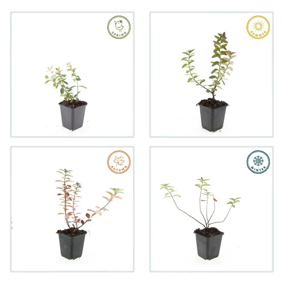 Johanniskraut Hypericum dummeri 'Peter Dummer' – ↕10-25cm – Ø9cm – 12 Pflanzen – Winterharter Bodendecker mit gelben Blüten