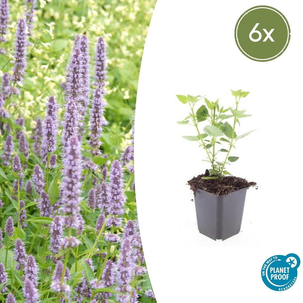 Asian Giant Hyssop – Agastache 'Blue Fortune' – ↕10-25cm – Ø9cm – 6 plants – Lavender-blue flowers – Butterfly & bee-friendly – Sunny location