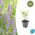 Asian Giant Hyssop – Agastache 'Blue Fortune' – ↕10-25cm – Ø9cm – 6 plants – Lavender-blue flowers – Butterfly & bee-friendly – Sunny location