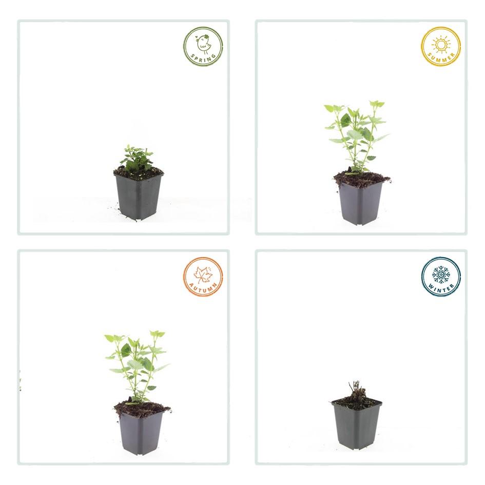 Asian Giant Hyssop – Agastache 'Blue Fortune' – ↕10-25cm – Ø9cm – 6 plants – Lavender-blue flowers – Butterfly & bee-friendly – Sunny location
