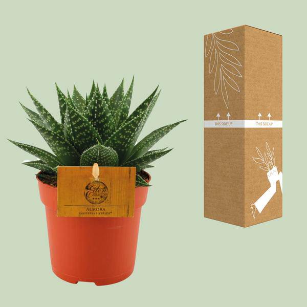 Sukkulente – Gasterie Hybride Aurora – Zimmerpflanze – Ø11cm – ↕15cm – Pflegeleichte Kuhzungenpflanze mit dekorativem Blattmuster