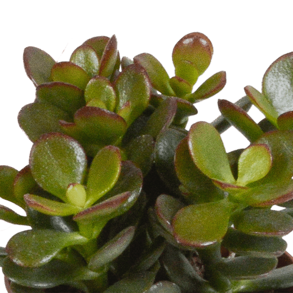 Crassula Mix – 3 Houseplants – Ø8.5cm – Succulent Mix in Various Shapes & Colors – Easy to Care for & Decorative