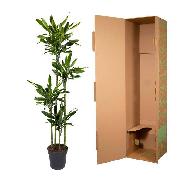 Drachenbaum – Dracaena Golden Coast 170cm – Ø27cm – Exotische Zimmerpflanze mit grünen und goldenen Blättern – Pflegeleichte Grünpflanze für Büro, Wohnzimmer & Wintergarten