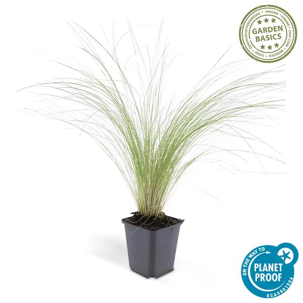 Feather Grass Stipa tenuissima 'Pferdeschwänze' – ↕10-25cm – Ø9cm – 60 Plants – Airy, graceful ornamental grass – Blooms May–September – Easy to care for in gardens & beds