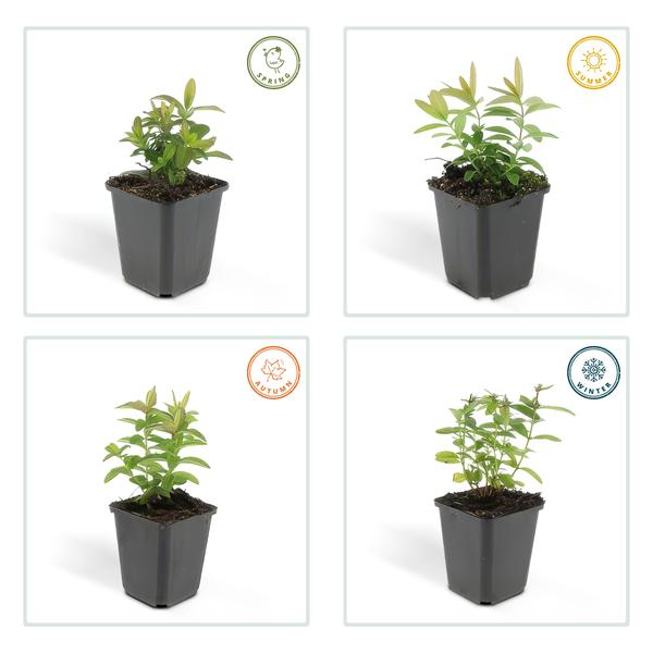 Hypericum calycinum – St. John's Wort – Ø9cm – ↕10-25cm – 12 plants – Ground cover & easy care – yellow flowers from July–September
