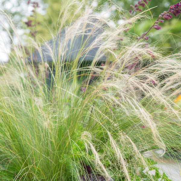 Feather Grass Stipa tenuissima 'Pferdeschwänze' – ↕10-25cm – Ø9cm – 60 Plants – Airy, graceful ornamental grass – Blooms May–September – Easy to care for in gardens & beds