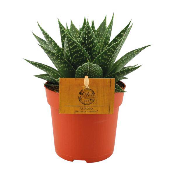 Sukkulente – Gasterie Hybride Aurora – Zimmerpflanze – Ø11cm – ↕15cm – Pflegeleichte Kuhzungenpflanze mit dekorativem Blattmuster