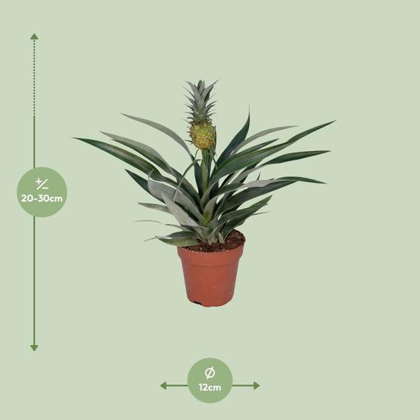 Ananaspflanze – Bromelia Ananas – tropische Zimmerpflanze – Ø12cm – ca. 30 cm hoch – pflegeleicht & dekorativ
