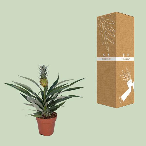 Ananaspflanze – Bromelia Ananas – tropische Zimmerpflanze – Ø12cm – ca. 30 cm hoch – pflegeleicht & dekorativ