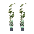 Hedera colchica Dentata Variegata – Efeu – 2 Pflanzen – Immergrüne Kletterpflanze – Ø15cm – Höhe ca. 65cm – Winterharter Sichtschutz für Garten, Balkon und Terrasse