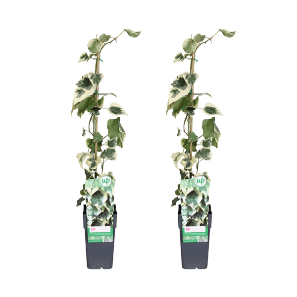 Hedera colchica Dentata Variegata – Efeu – 2 Pflanzen – Immergrüne Kletterpflanze – Ø15cm – Höhe ca. 65cm – Winterharter Sichtschutz für Garten, Balkon und Terrasse