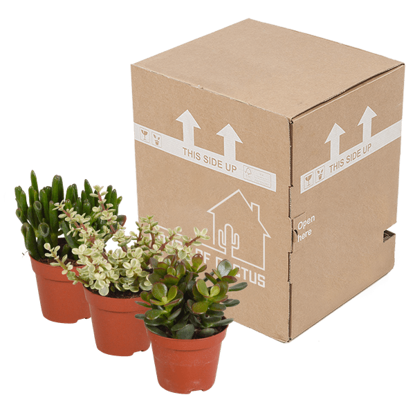 Crassula Mix – 3 Houseplants – Ø8.5cm – Succulent Mix in Various Shapes & Colors – Easy to Care for & Decorative