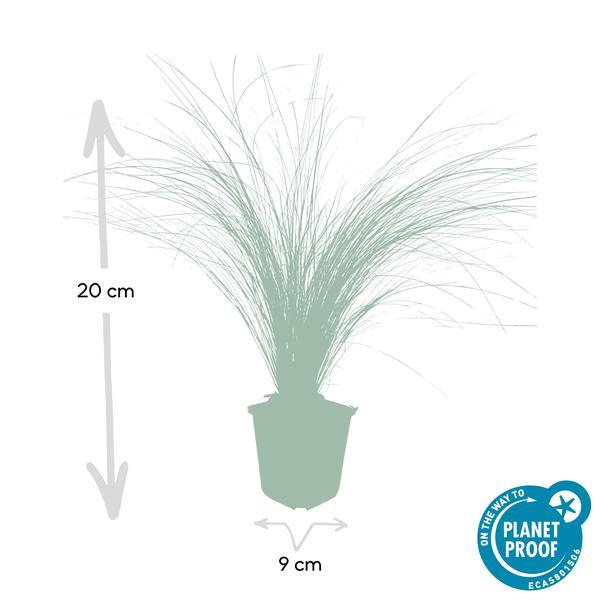 Feather Grass Stipa tenuissima 'Pferdeschwänze' – ↕10-25cm – Ø9cm – 60 Plants – Airy, graceful ornamental grass – Blooms May–September – Easy to care for in gardens & beds