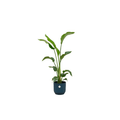 Baum-Strelitzie – Strelitzia Nicolai – ca. 100cm hoch – Ø22cm – Inkl. Pflanztopf Vibes Fold Rund Blau – Exotische Zimmerpflanze mit großen Blättern – Tropische Grünpflanze für Wohnzimmer & Büro
