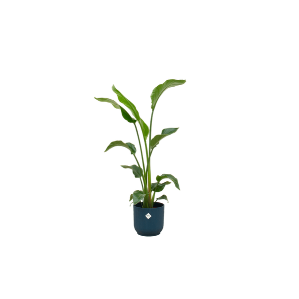 Baum-Strelitzie – Strelitzia Nicolai – ca. 100cm hoch – Ø22cm – Inkl. Pflanztopf Vibes Fold Rund Blau – Exotische Zimmerpflanze mit großen Blättern – Tropische Grünpflanze für Wohnzimmer & Büro