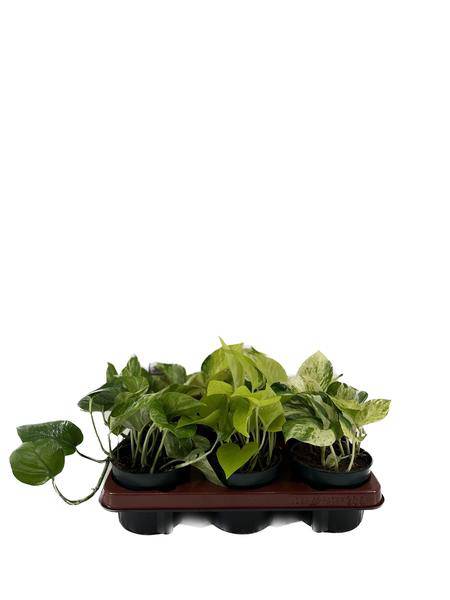 Efeutute – Epipremnum Mix – 6 Pflanzen – Ø12cm – Höhe ca. 15cm – Pflegeleichte Zimmerpflanzen – Rank- & Hängepflanzen mit unterschiedlichen Blattmustern