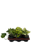 Efeutute – Epipremnum Mix – 6 Pflanzen – Ø12cm – Höhe ca. 15cm – Pflegeleichte Zimmerpflanzen – Rank- & Hängepflanzen mit unterschiedlichen Blattmustern