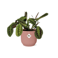 Prayer Plant Maranta Leuconeura Fascinator Tricolor – Houseplant Ø14cm ↕25cm – decorative Prayer Plant in pink Vibes Fold pot