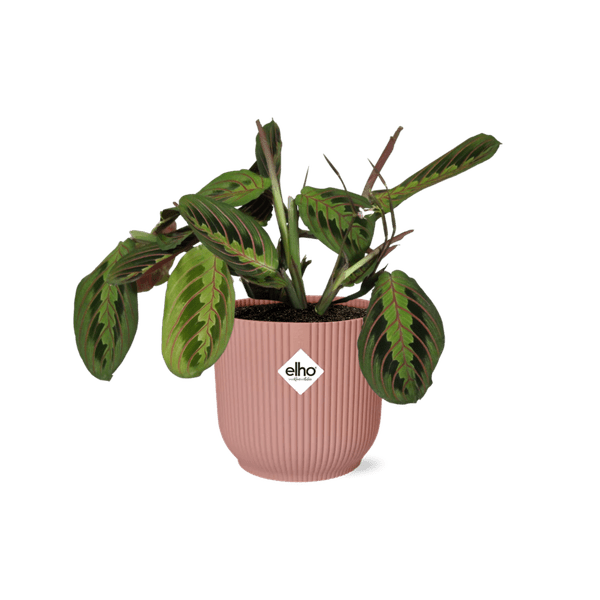 Prayer Plant Maranta Leuconeura Fascinator Tricolor – Houseplant Ø14cm ↕25cm – decorative Prayer Plant in pink Vibes Fold pot