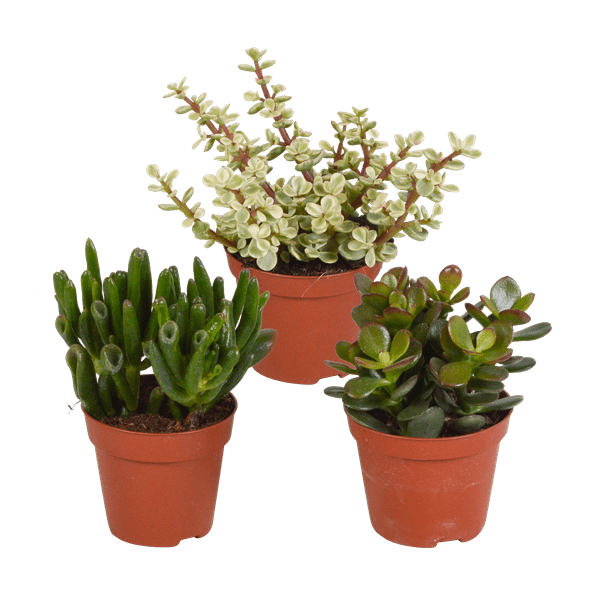 Crassula Mix – 3 Houseplants – Ø8.5cm – Succulent Mix in Various Shapes & Colors – Easy to Care for & Decorative