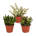 Crassula Mix – 3 Houseplants – Ø8.5cm – Succulent Mix in Various Shapes & Colors – Easy to Care for & Decorative