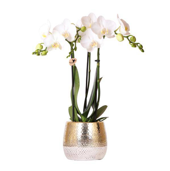 Phalaenopsis Orchid White Amabilis – Ø9cm – approx. 40cm high – Flowering Houseplant in a golden Elite pot – 2–3 branches – Elegant Orchid Arrangement for Living Room & Office