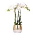 Phalaenopsis Orchid White Amabilis – Ø9cm – approx. 40cm high – Flowering Houseplant in a golden Elite pot – 2–3 branches – Elegant Orchid Arrangement for Living Room & Office