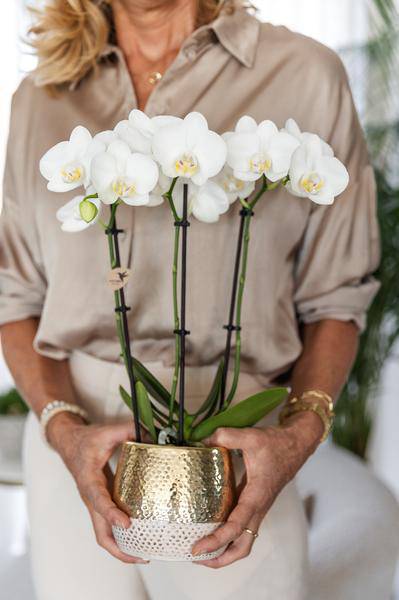 Phalaenopsis Orchid White Amabilis – Ø9cm – approx. 40cm high – Flowering Houseplant in a golden Elite pot – 2–3 branches – Elegant Orchid Arrangement for Living Room & Office