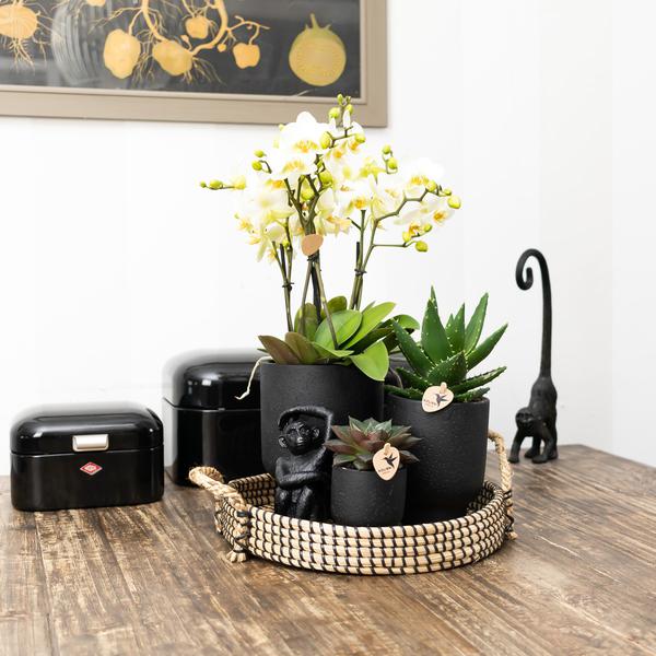 Ornament Sitzender Affe – Schwarz – Dekofigur aus Polystone – 13cm hoch – Handgefertigte Skulptur – Für Zimmerpflanzen & Interieur – Dekoration Wohnzimmer