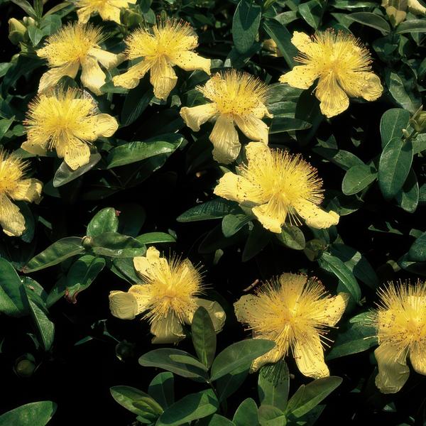 Hypericum calycinum – St. John's Wort – Ø9cm – ↕10-25cm – 12 plants – Ground cover & easy care – yellow flowers from July–September
