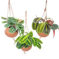 Kokodama Maranta Mix – 3 Pflanzen – Hängepflanzen – Zimmerpflanzen – Ø15cm – Höhe ca. 20cm – tropischer Mix im Natur-Kokodama