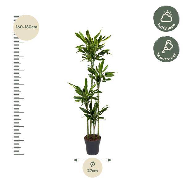 Drachenbaum – Dracaena Golden Coast 170cm – Ø27cm – Exotische Zimmerpflanze mit grünen und goldenen Blättern – Pflegeleichte Grünpflanze für Büro, Wohnzimmer & Wintergarten