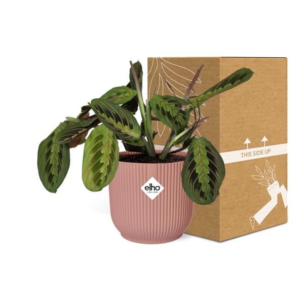 Prayer Plant Maranta Leuconeura Fascinator Tricolor – Houseplant Ø14cm ↕25cm – decorative Prayer Plant in pink Vibes Fold pot