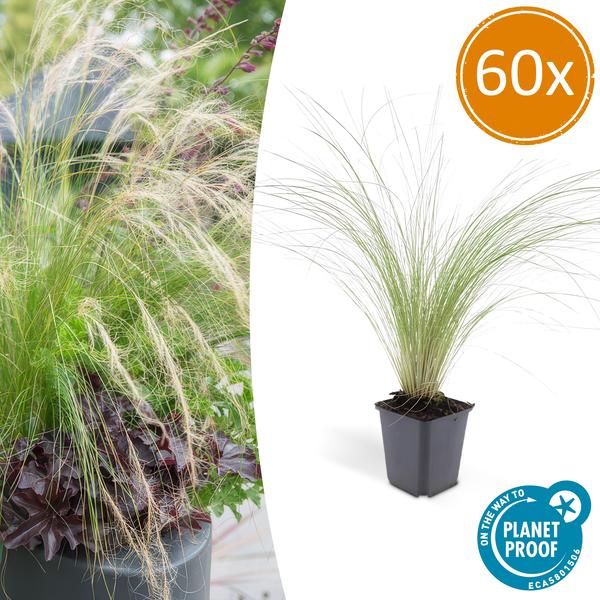 Feather Grass Stipa tenuissima 'Pferdeschwänze' – ↕10-25cm – Ø9cm – 60 Plants – Airy, graceful ornamental grass – Blooms May–September – Easy to care for in gardens & beds