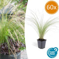 Feather Grass Stipa tenuissima 'Pferdeschwänze' – ↕10-25cm – Ø9cm – 60 Plants – Airy, graceful ornamental grass – Blooms May–September – Easy to care for in gardens & beds