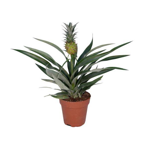 Ananaspflanze – Bromelia Ananas – tropische Zimmerpflanze – Ø12cm – ca. 30 cm hoch – pflegeleicht & dekorativ