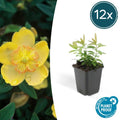 Hypericum calycinum – St. John's Wort – Ø9cm – ↕10-25cm – 12 plants – Ground cover & easy care – yellow flowers from July–September