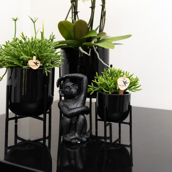Ornament Sitzender Affe – Schwarz – Dekofigur aus Polystone – 13cm hoch – Handgefertigte Skulptur – Für Zimmerpflanzen & Interieur – Dekoration Wohnzimmer