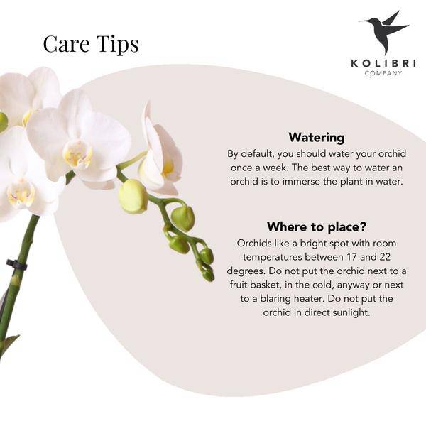 Phalaenopsis Orchid White Amabilis – Ø9cm – approx. 40cm high – Flowering Houseplant in a golden Elite pot – 2–3 branches – Elegant Orchid Arrangement for Living Room & Office