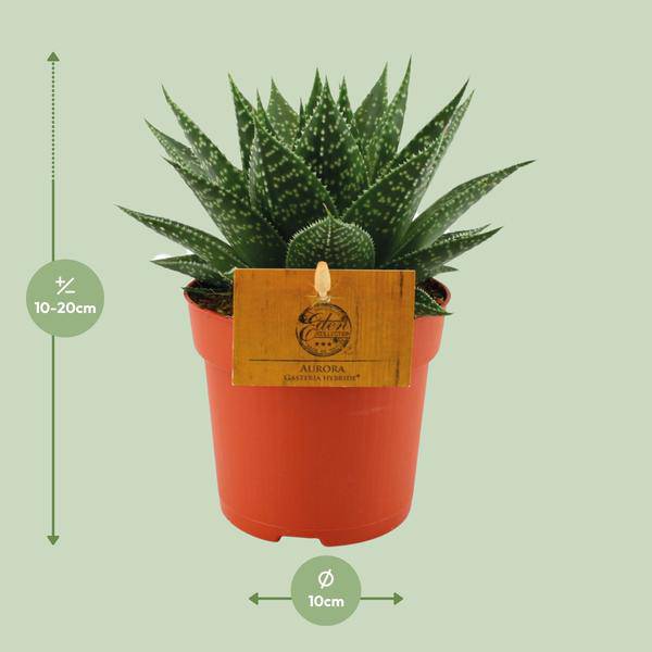 Sukkulente – Gasterie Hybride Aurora – Zimmerpflanze – Ø11cm – ↕15cm – Pflegeleichte Kuhzungenpflanze mit dekorativem Blattmuster