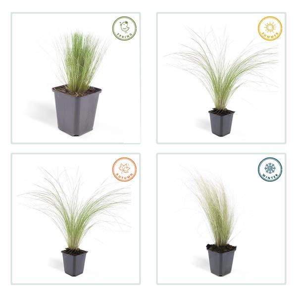 Feather Grass Stipa tenuissima 'Pferdeschwänze' – ↕10-25cm – Ø9cm – 60 Plants – Airy, graceful ornamental grass – Blooms May–September – Easy to care for in gardens & beds