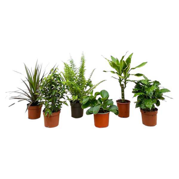 Überraschungskiste – 6 verschiedene Zimmerpflanzen – 20–40cm hoch – Ø12cm – Pflegeleichte Grünpflanzen im Set – Vielfalt an Blattfarben & Formen – Perfekt für Wohnzimmer, Büro & Geschenkideen