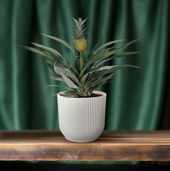 Ananaspflanze – Bromelia Ananas – tropische Zimmerpflanze – Ø12cm – ca. 30 cm hoch – pflegeleicht & dekorativ